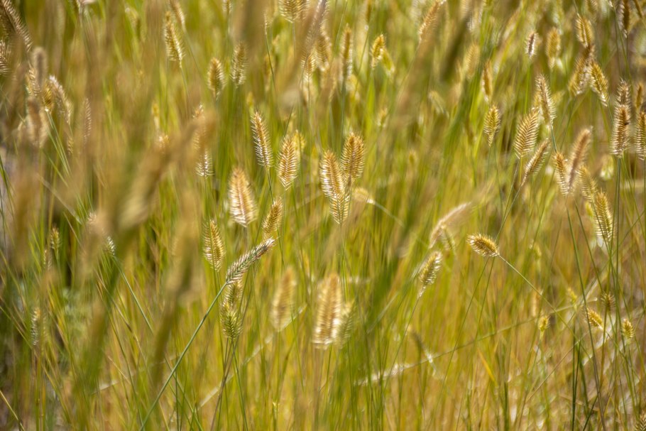 Agropyron cristatum