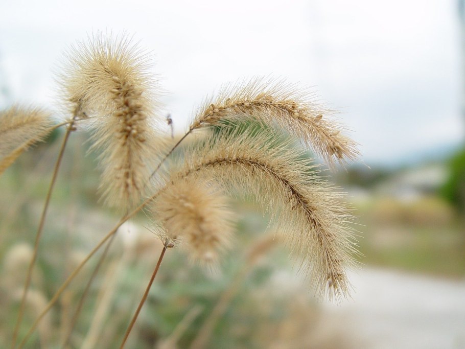 Pennisetum setaceum