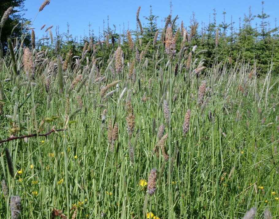 Лисохвост луговой aureovariegatus