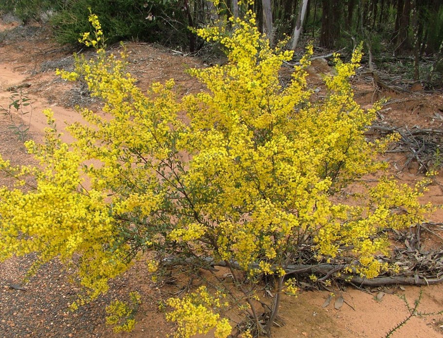 Акация густоцветковая