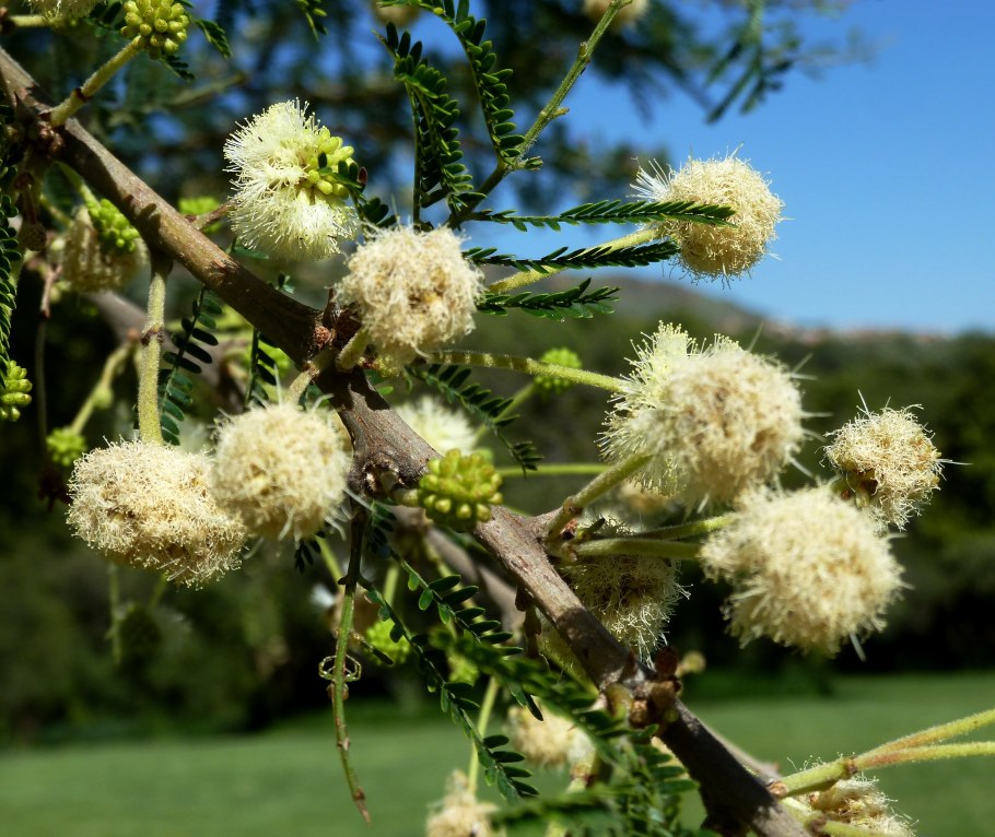 Acacia auriculiformis