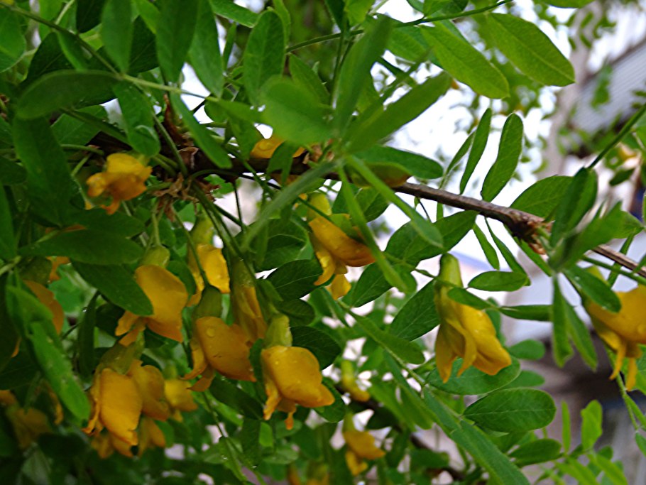 Акация желтая карагана древовидная