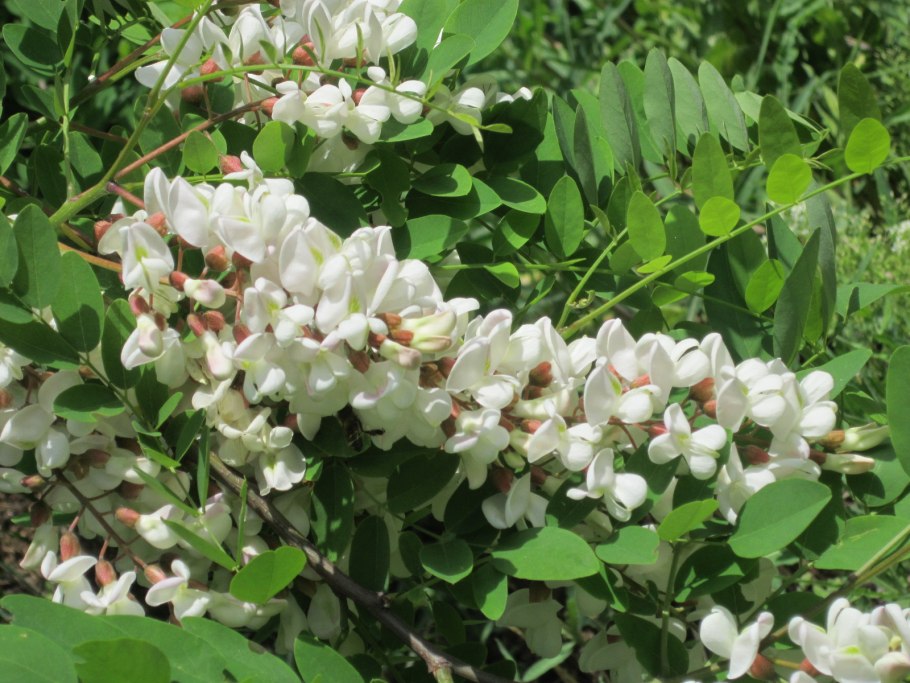 Робиния Мексиканская