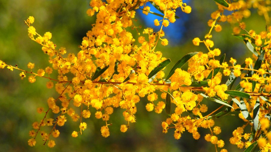 Филлодийная Акация