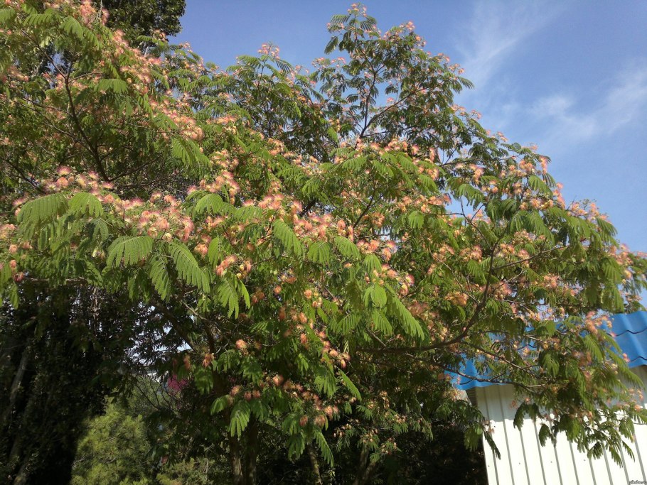 Альбиция ленкоранская акация