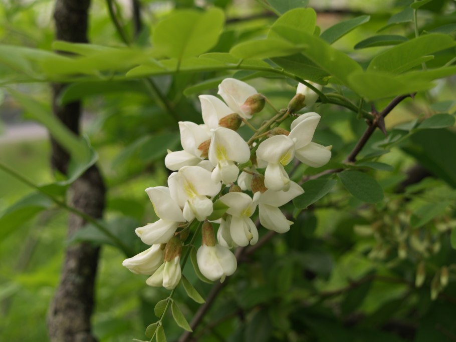 Акация подалириелистная (acacia podalyriifolia)