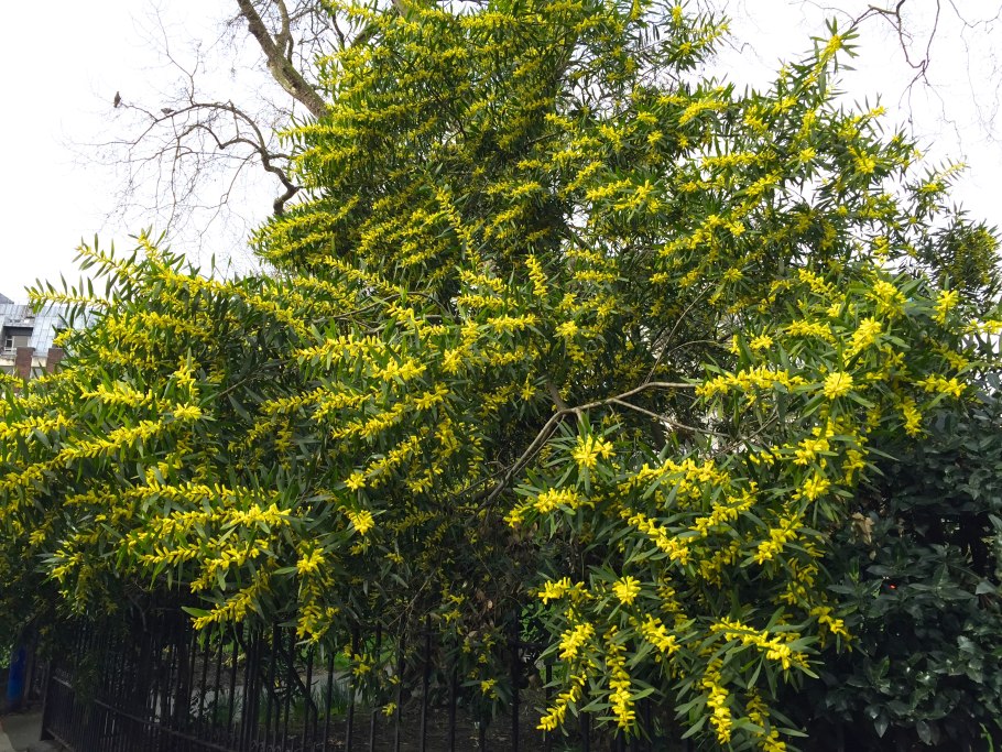Acacia longifolia