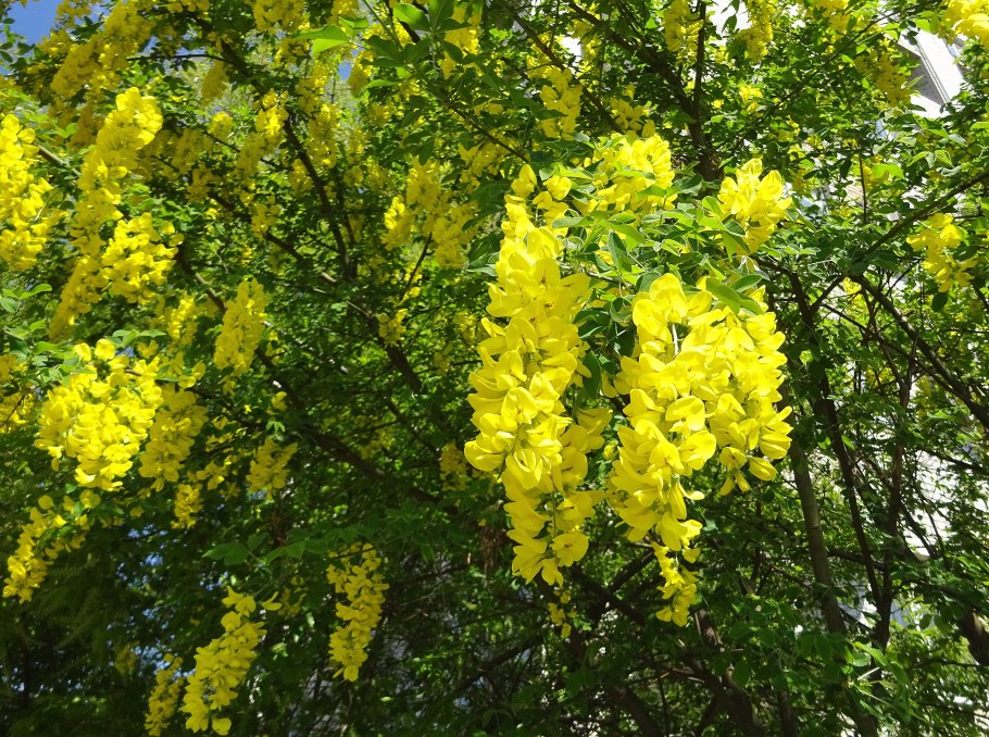 Wattle Tree