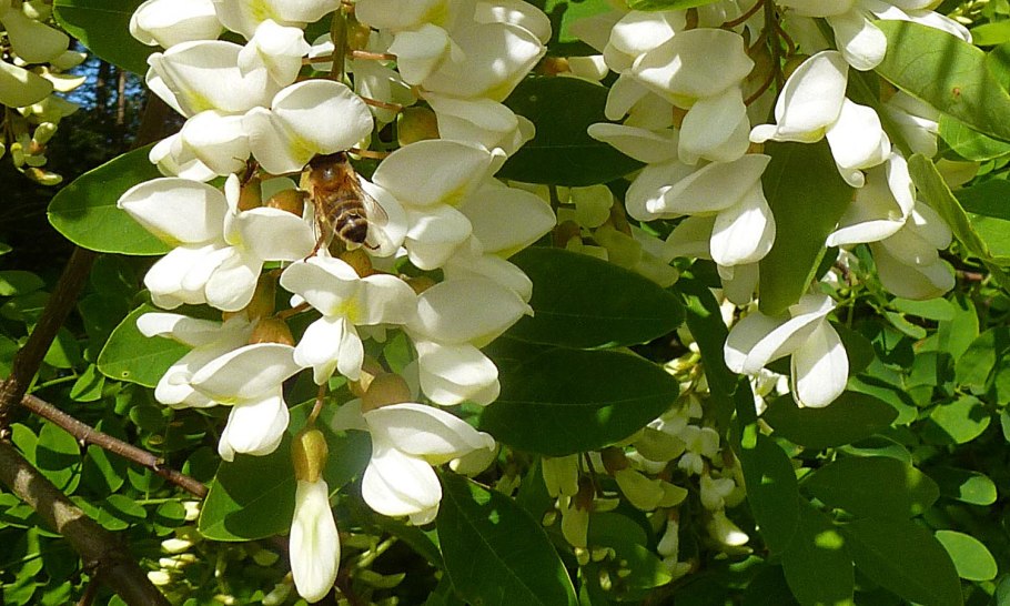 Робиния Эллиота