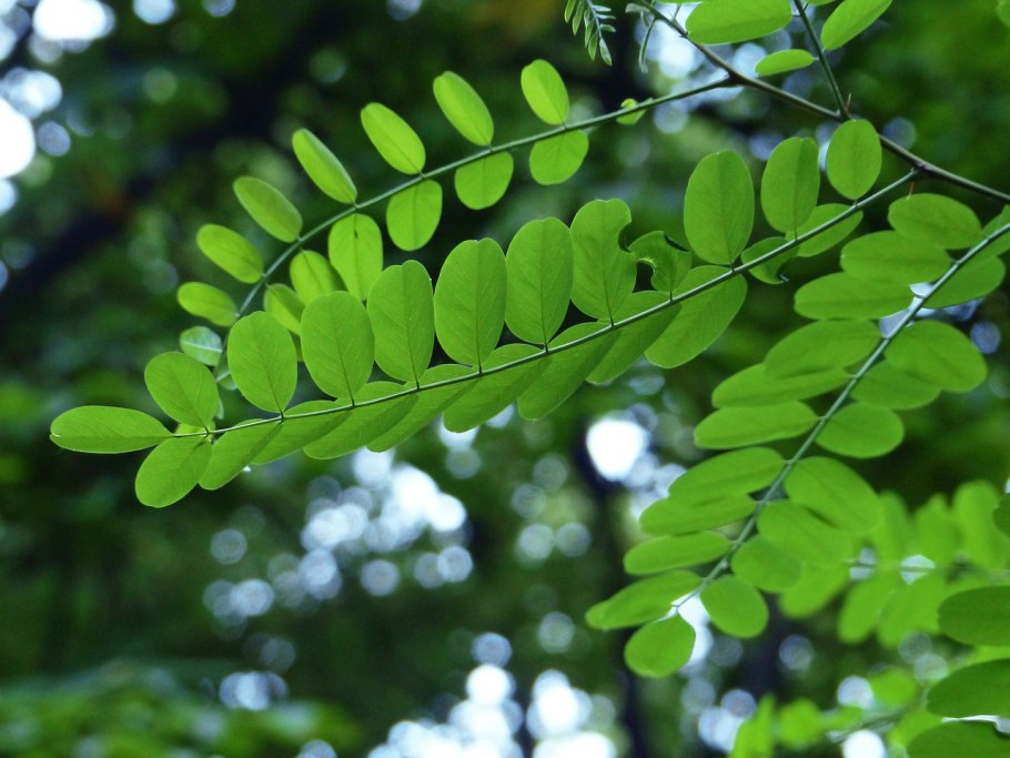 Филлодийная Акация