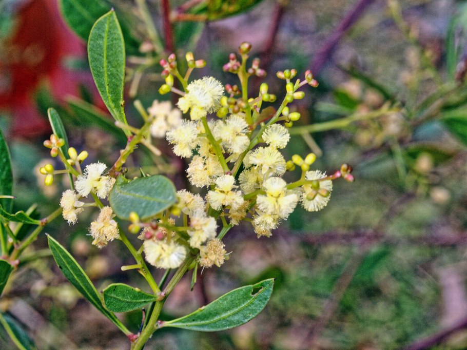 Acacia myrtifolia