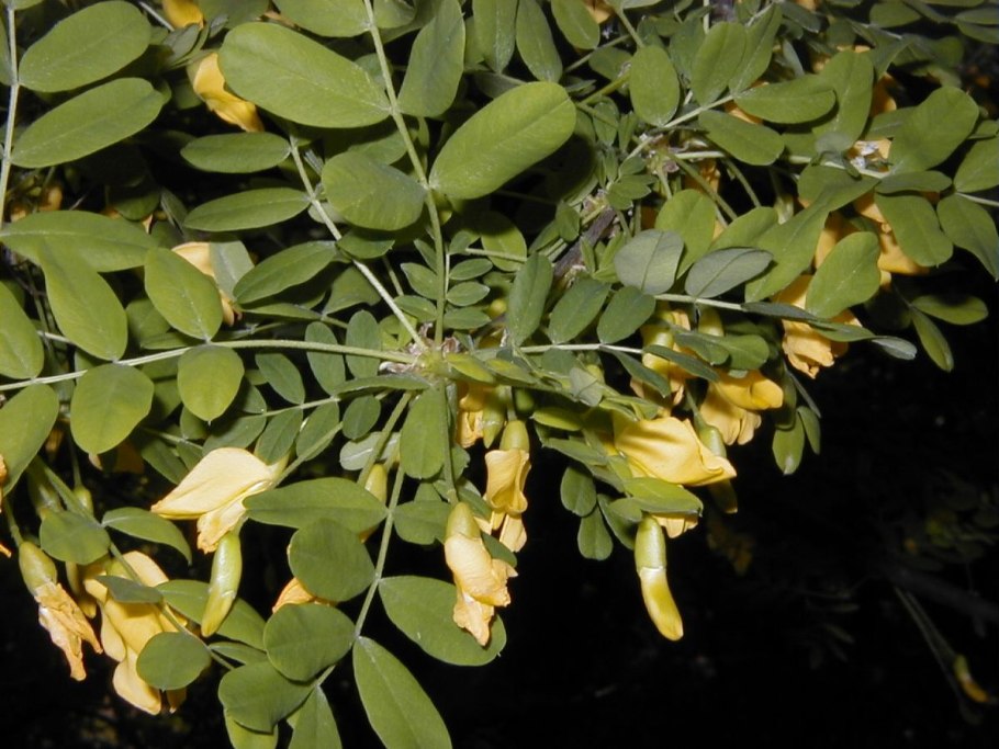 Акация Ивовая (Acacia saligna)