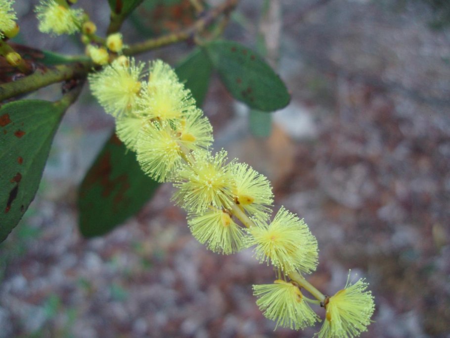 Acacia podalyriifolia
