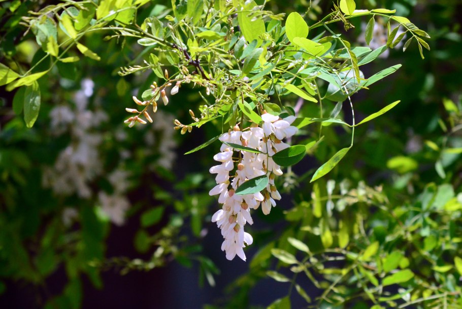 Как выглядит Акация