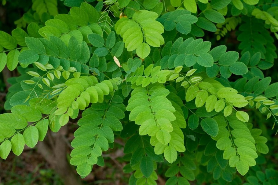Акация (Acacia)