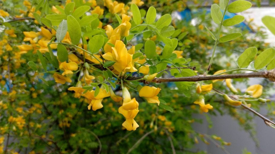 Акация желтая карагана древовидная