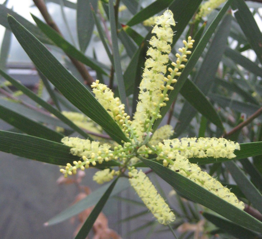 Acacia longifolia
