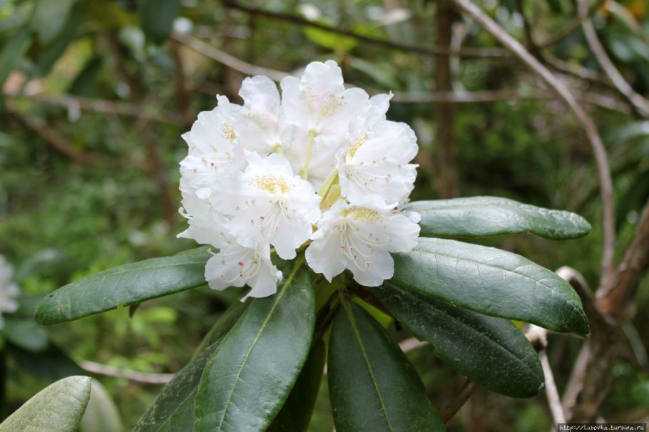 Рододендрон эндемик