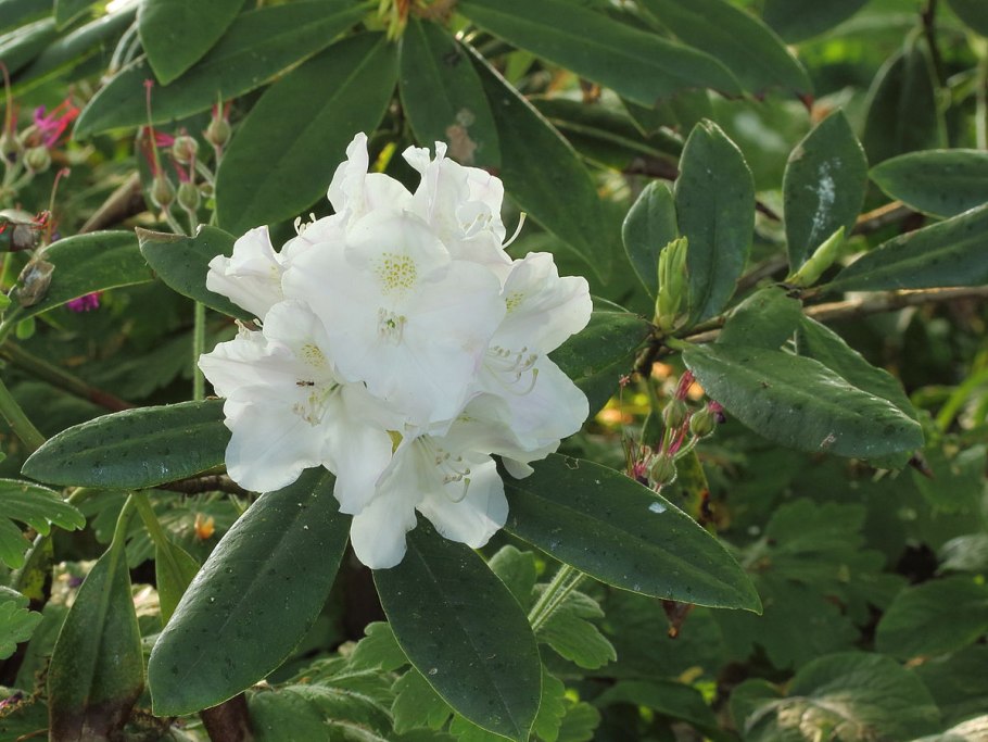 Багульник Дальневосточный