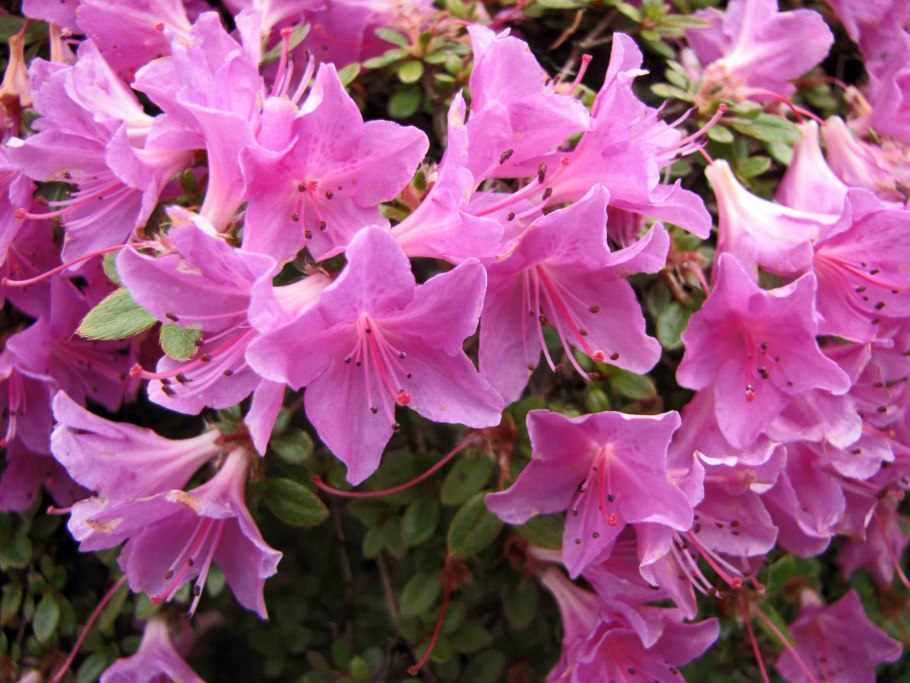 Рододендрон азалия розовая