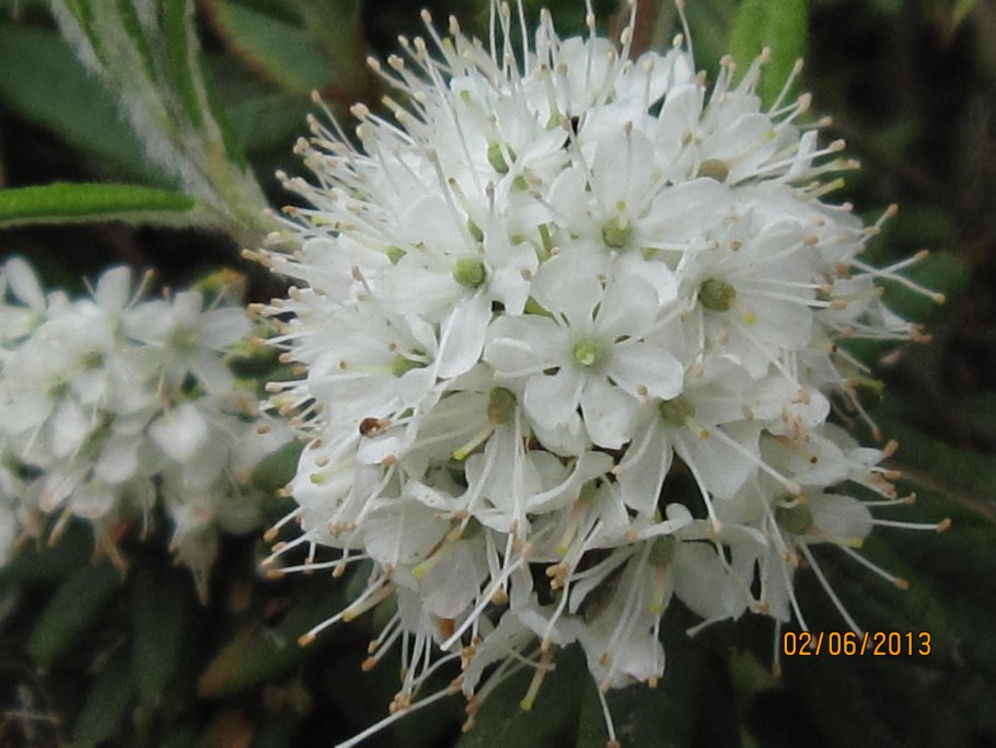 Багульник Гренландский Хельма