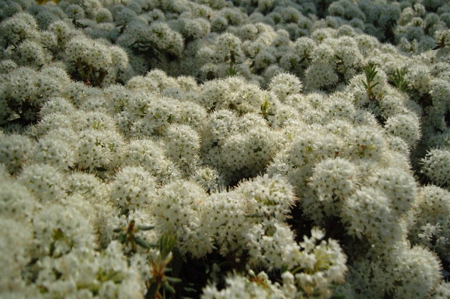 Рододендрон Гренландский Компактум