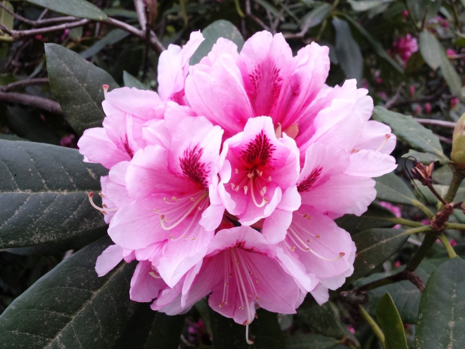 Рододендрон roseum elegans