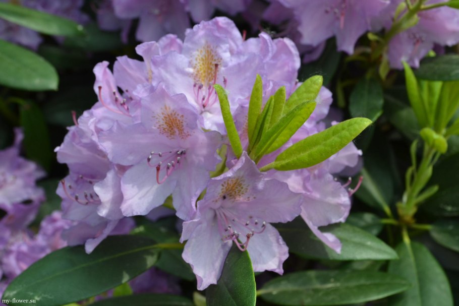 Рододендрон гибридный