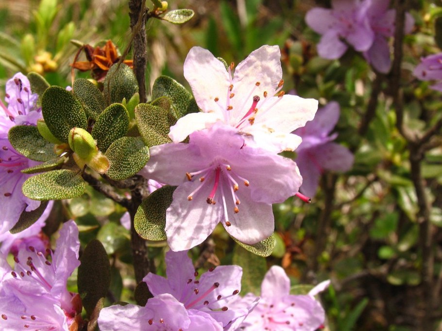 Рододендрон саган дайля