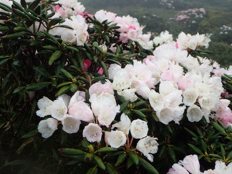 Рододендрон зимой