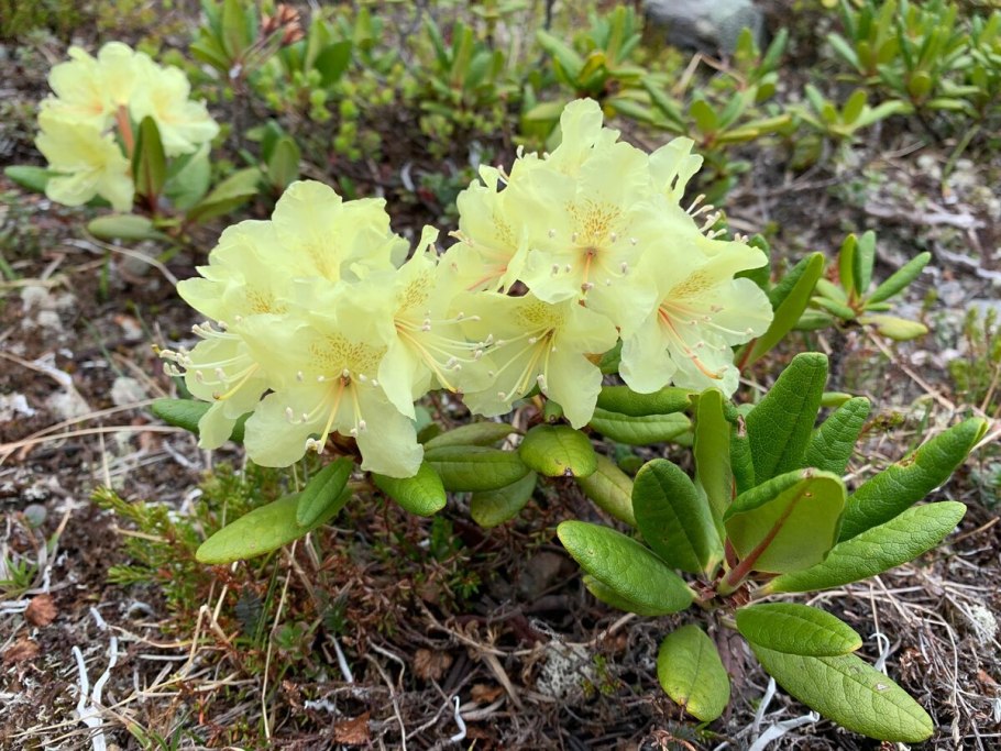 Рододендрон золотистый rhododendron aureum