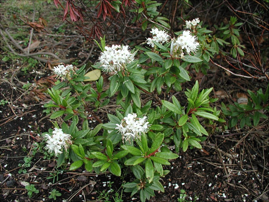 Рододендрон tomentosum