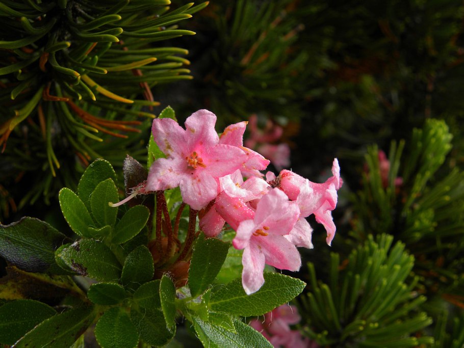 Рододендрон лапландский