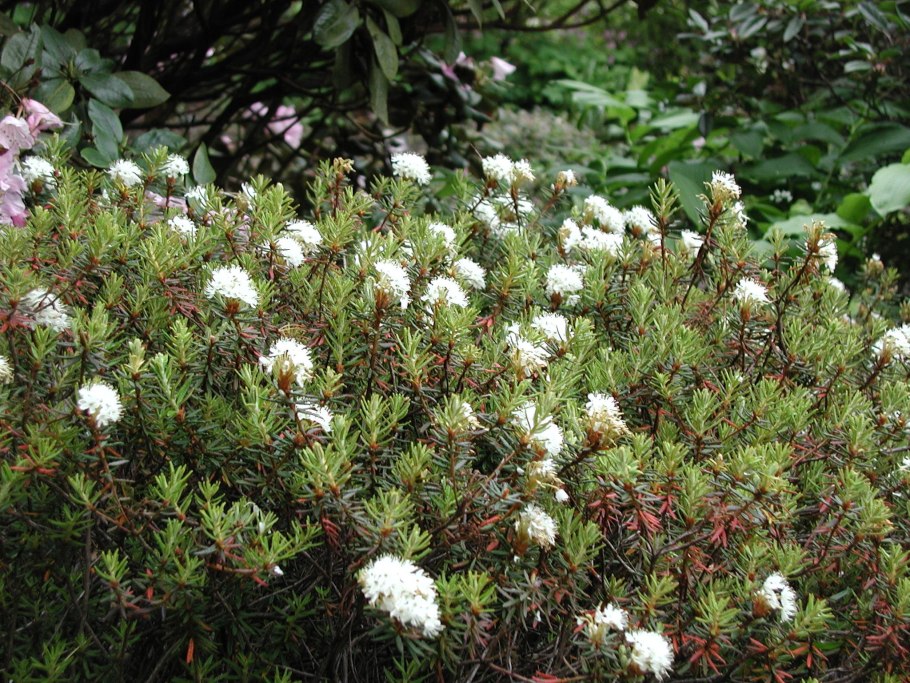 Багульник Гренландский Компактум
