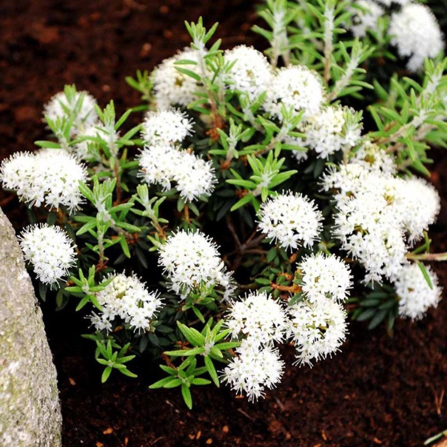 Рододендрон Фестивальный