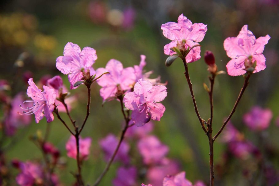 Багульник гренландский