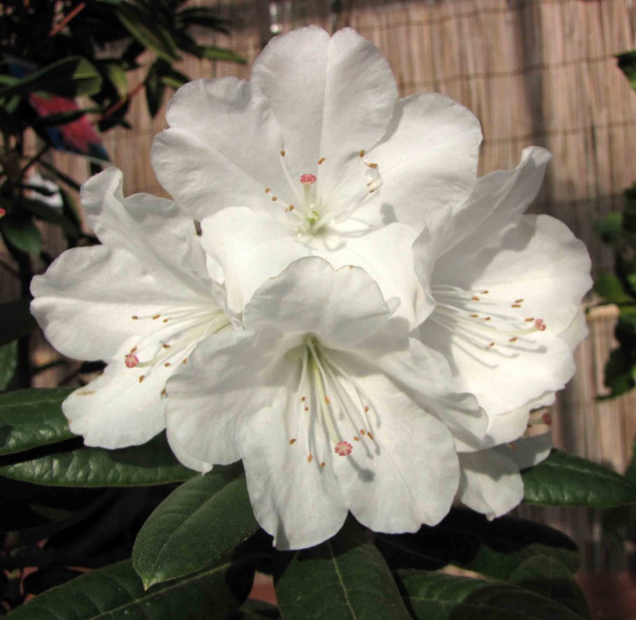 Рододендрон Пинк Перл