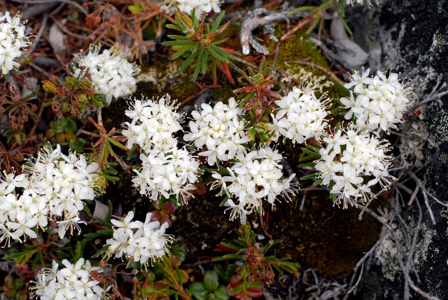 Багульника болотного
