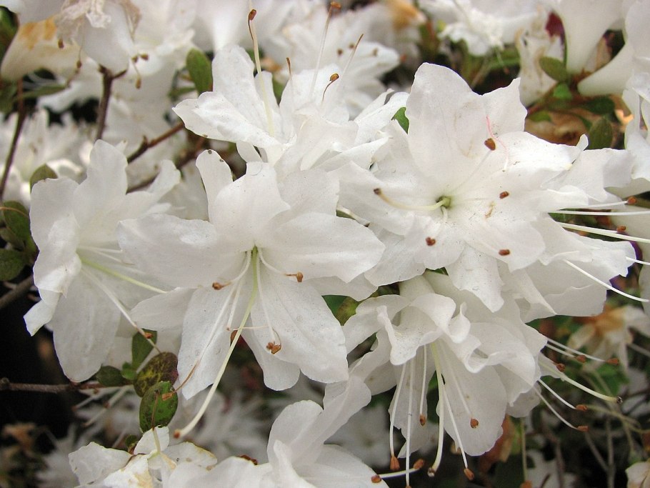 Багульник болотный