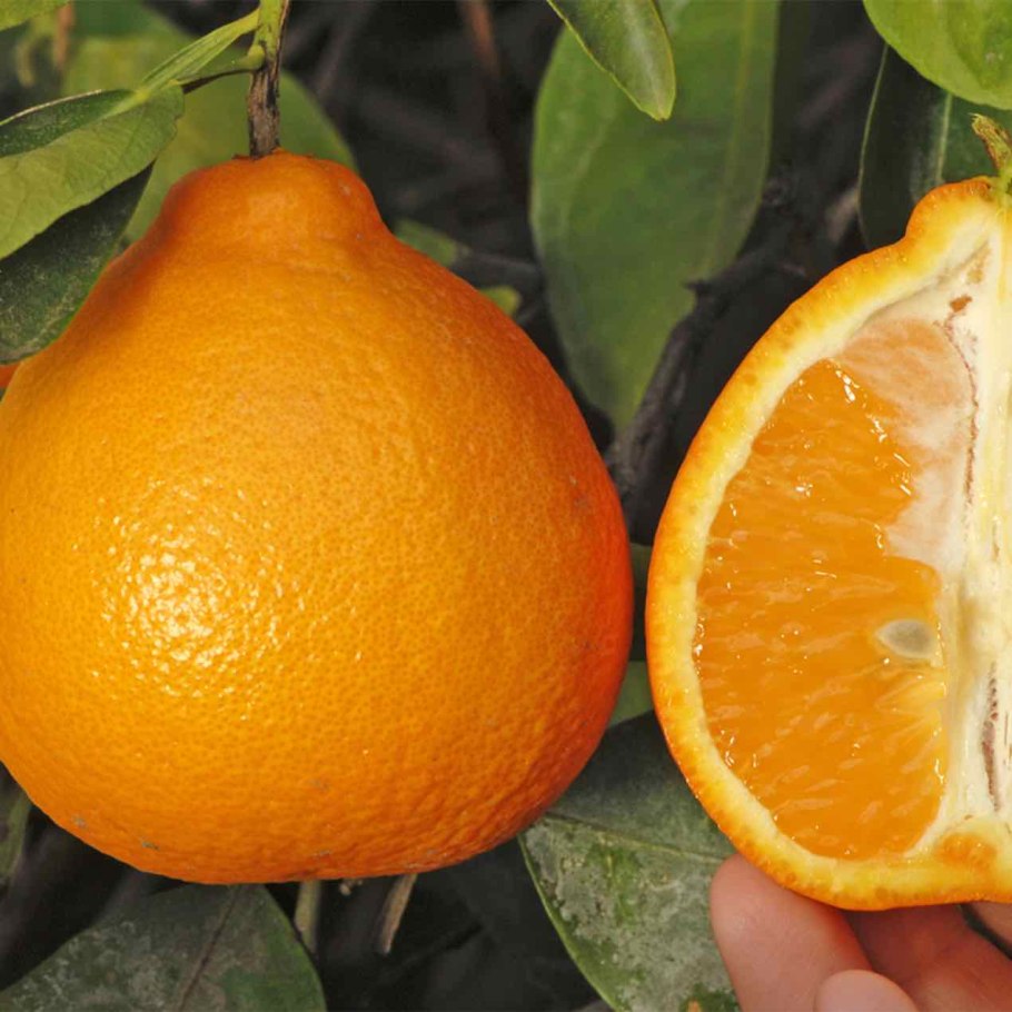 Fumari танжело