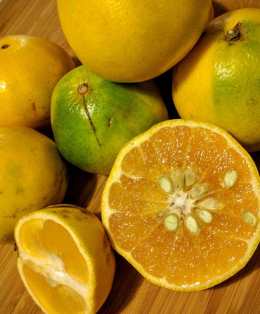 Танжело фрукт