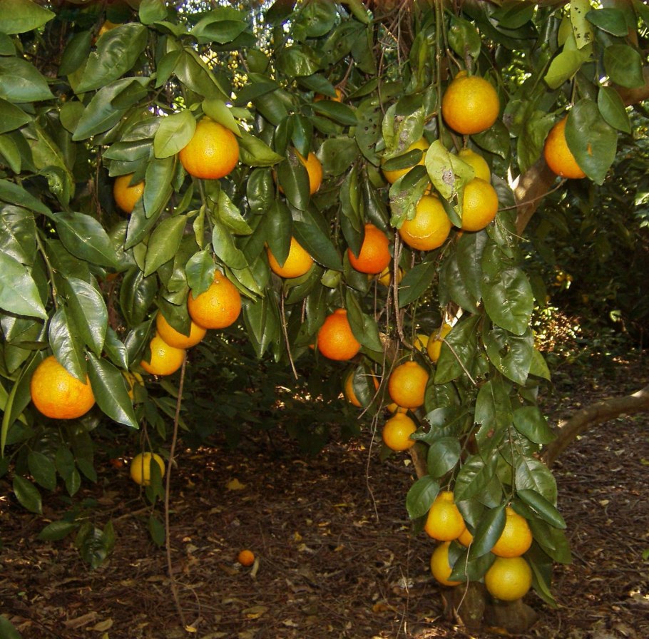 Citrus reticulata