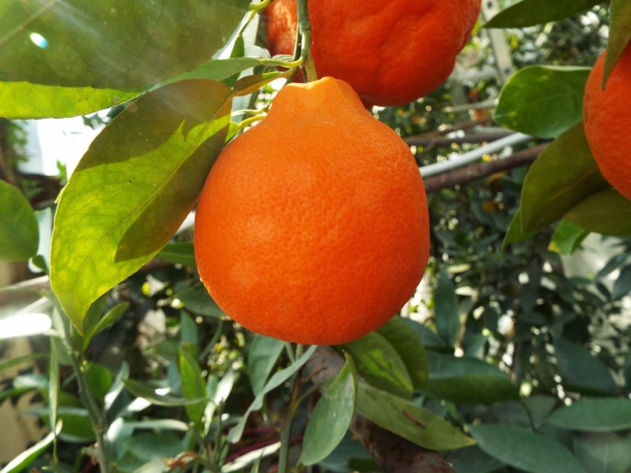 Гибрид кумквата и мандарина