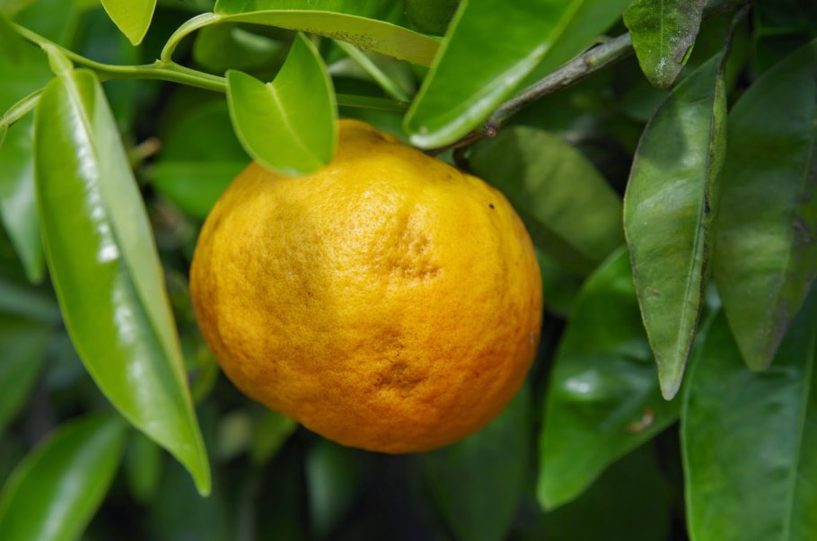 Валенсийский апельсин