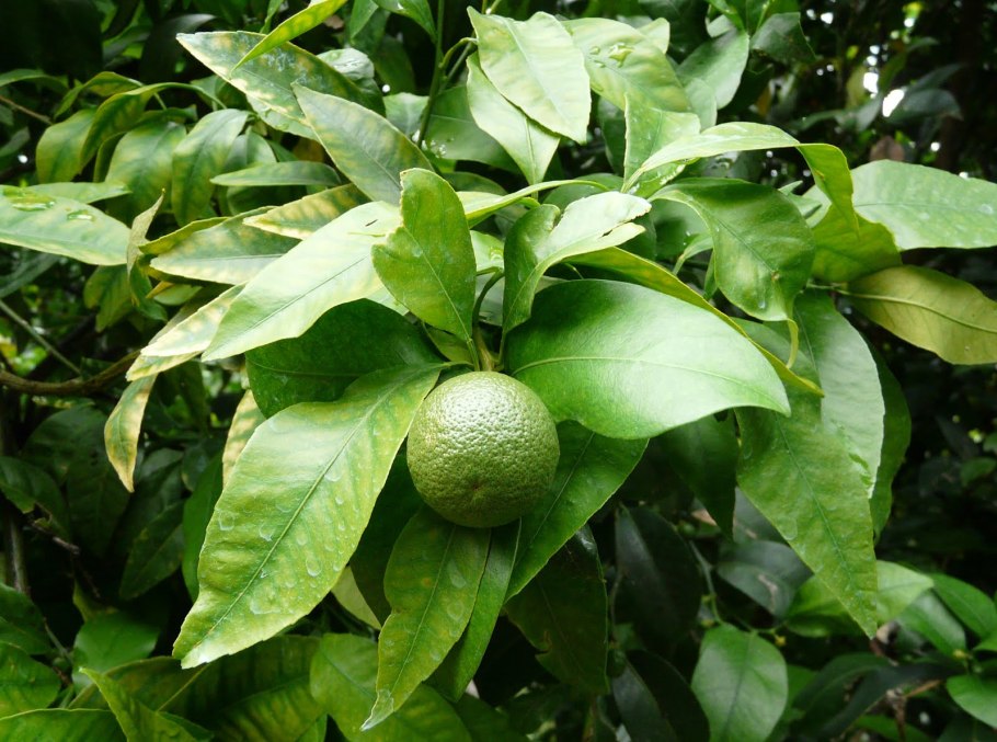 Мандарины Минеола Клементины