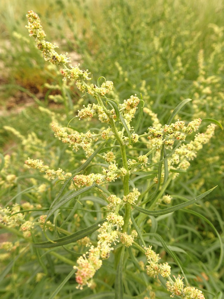Полынь Артемизия Понтийская