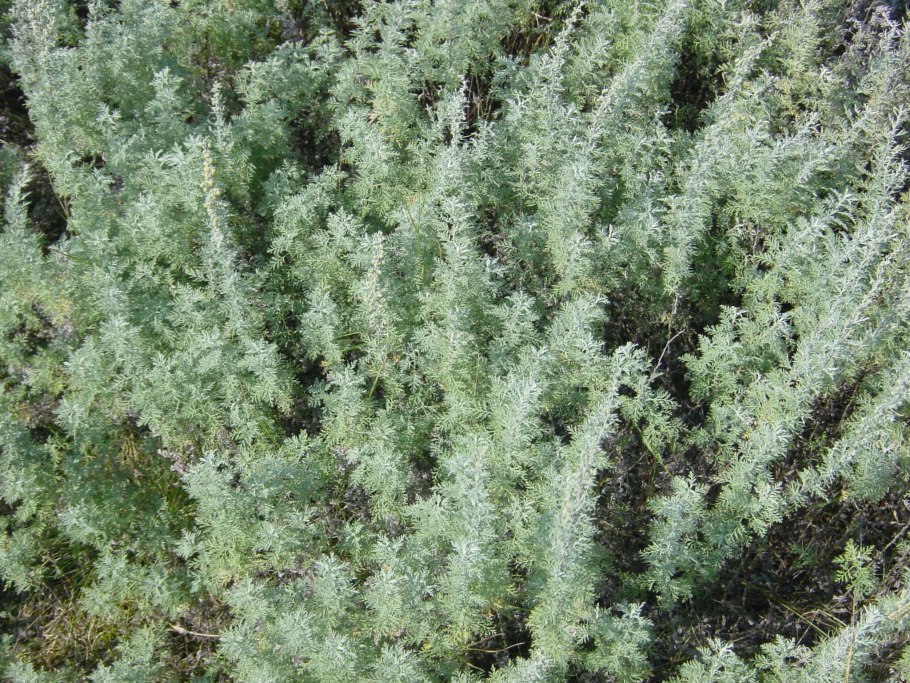 Римская Полынь (Artemisia Pontica)