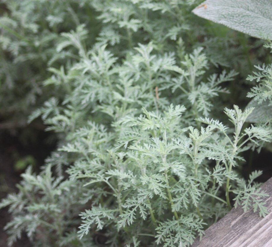 Полынь (Wormwood)