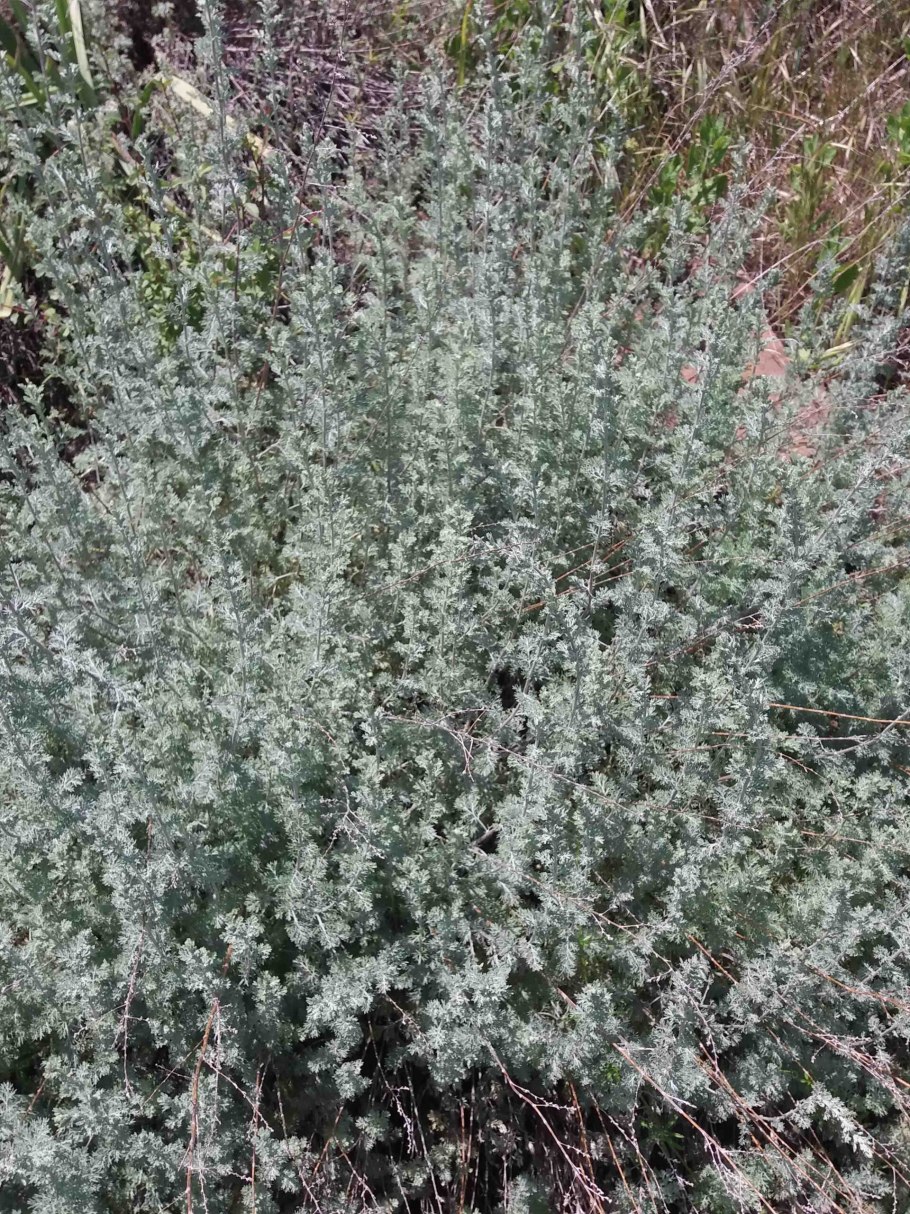 Римская Полынь (Artemisia Pontica)