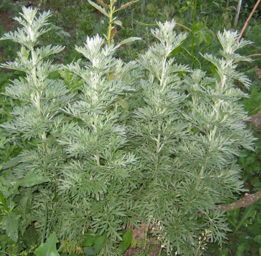 Полынь горькая artemisia absinthium